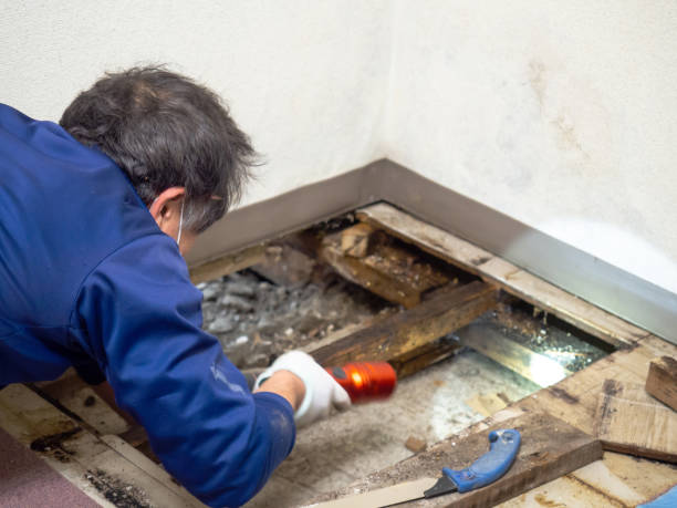 Best Toxic Mold Removal  in , FL