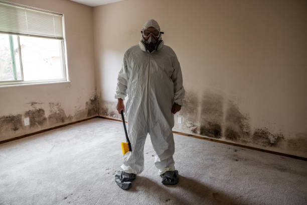 Best Attic Mold Removal  in , FL